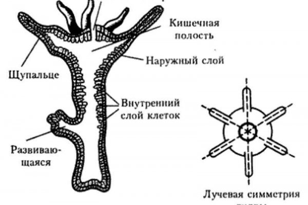 Kraken 2 зеркало